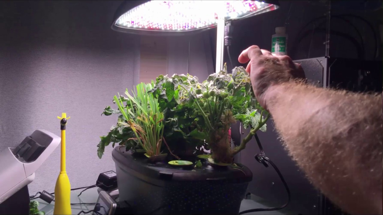 Pruning Tomatoes - Aerogarden Hydroponic Garden Pollinating too