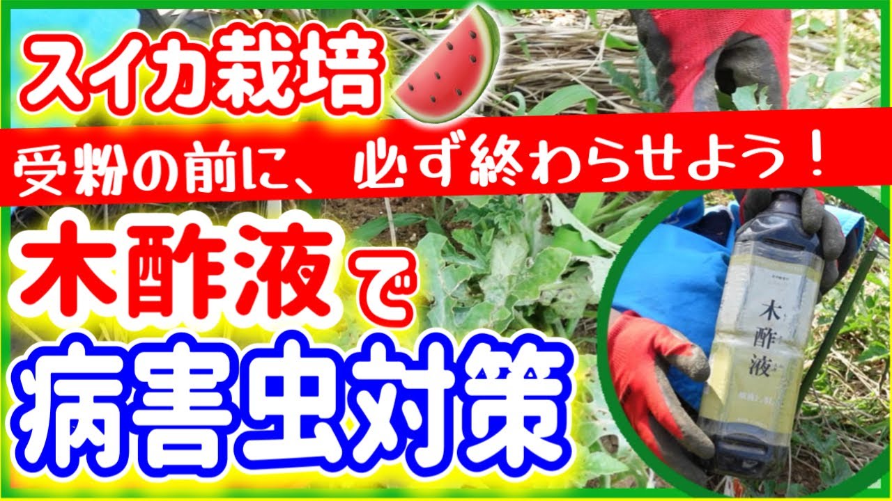 【スイカ栽培】木酢液で病害虫対策！！ポイントは『受粉の前までに』  ～そばの庭 みどりふぉLABO～