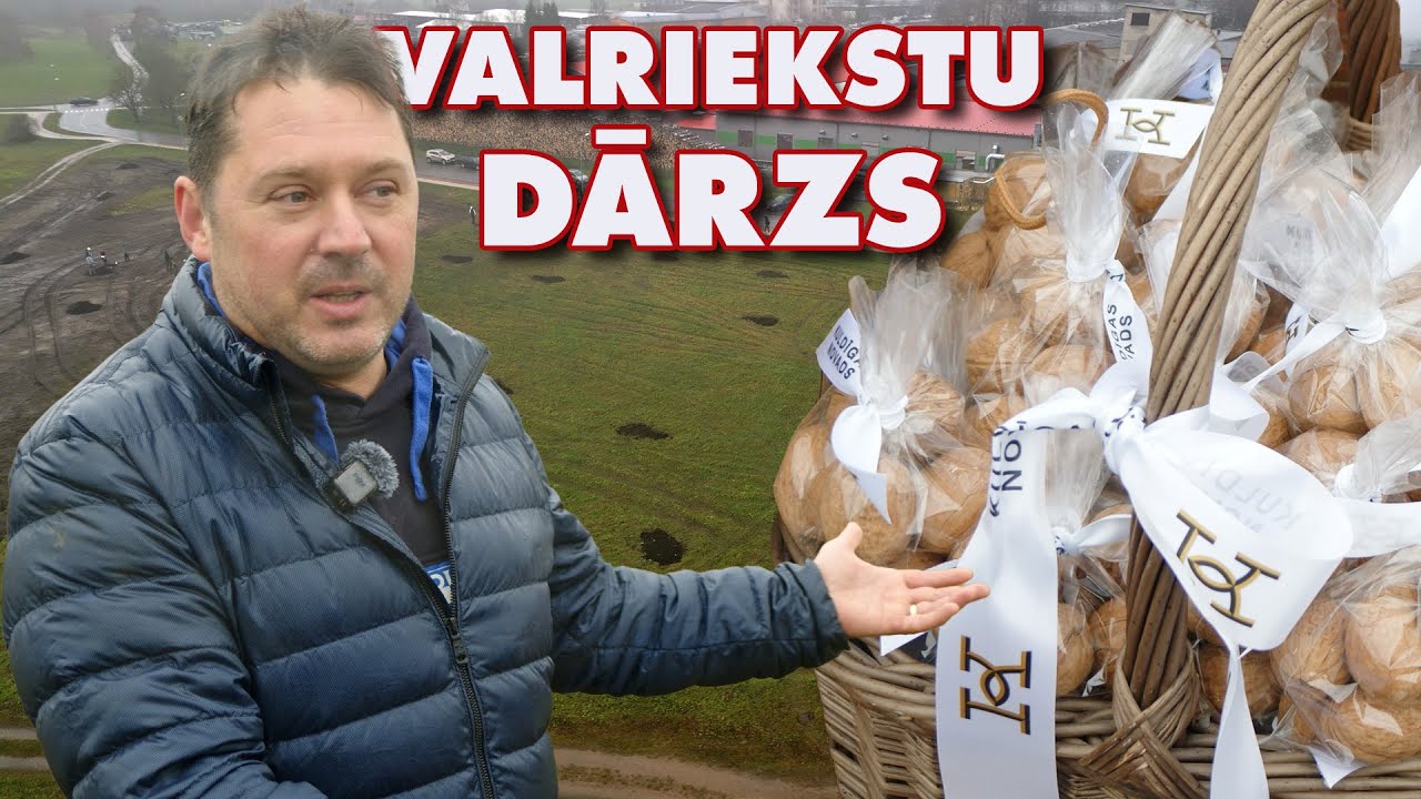 Kuldīgā top Latvijā pirmais publiskais valriekstu dārzs