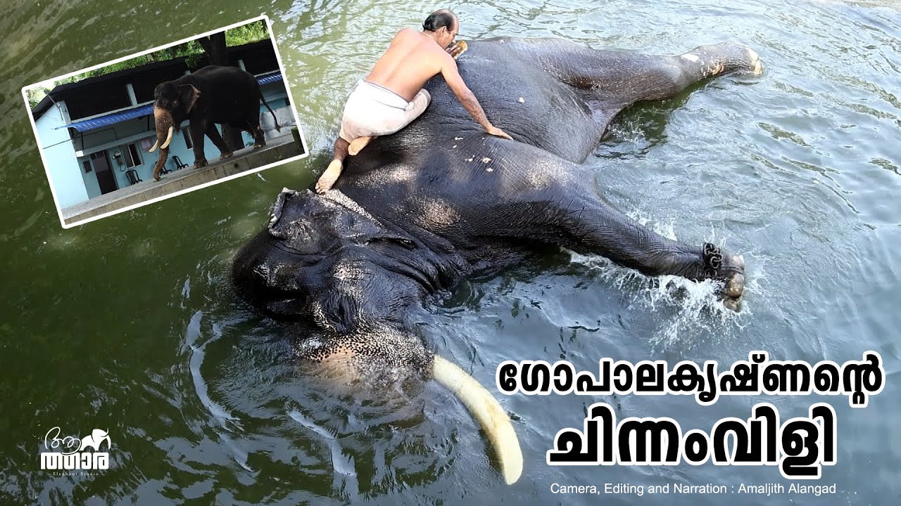 ആനക്കോട്ട മുഴങ്ങുമാറ്‌ ഗോപാലകൃഷ്ണന്റെ ചിന്നംവിളി | Guruvayoor Gopalakrishnan | Kerala Elephants