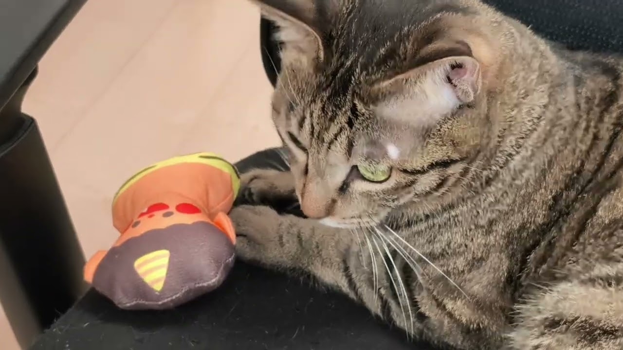 🐱🐱vs👹【トビーくんとあんみつくん🐱】