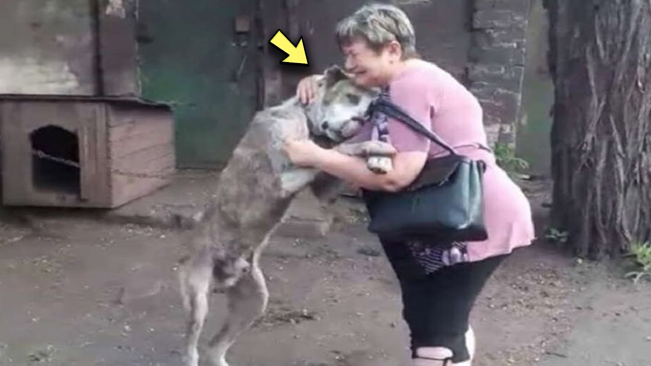 Узнав стоящую перед ним женщину, собака не смогла сдержать слез!