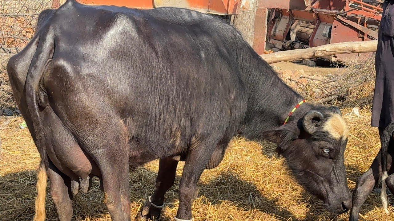 Watch pure neeli buffalo for sale in Punjab Pakistan on YouTube..4..2..2026....03003392728