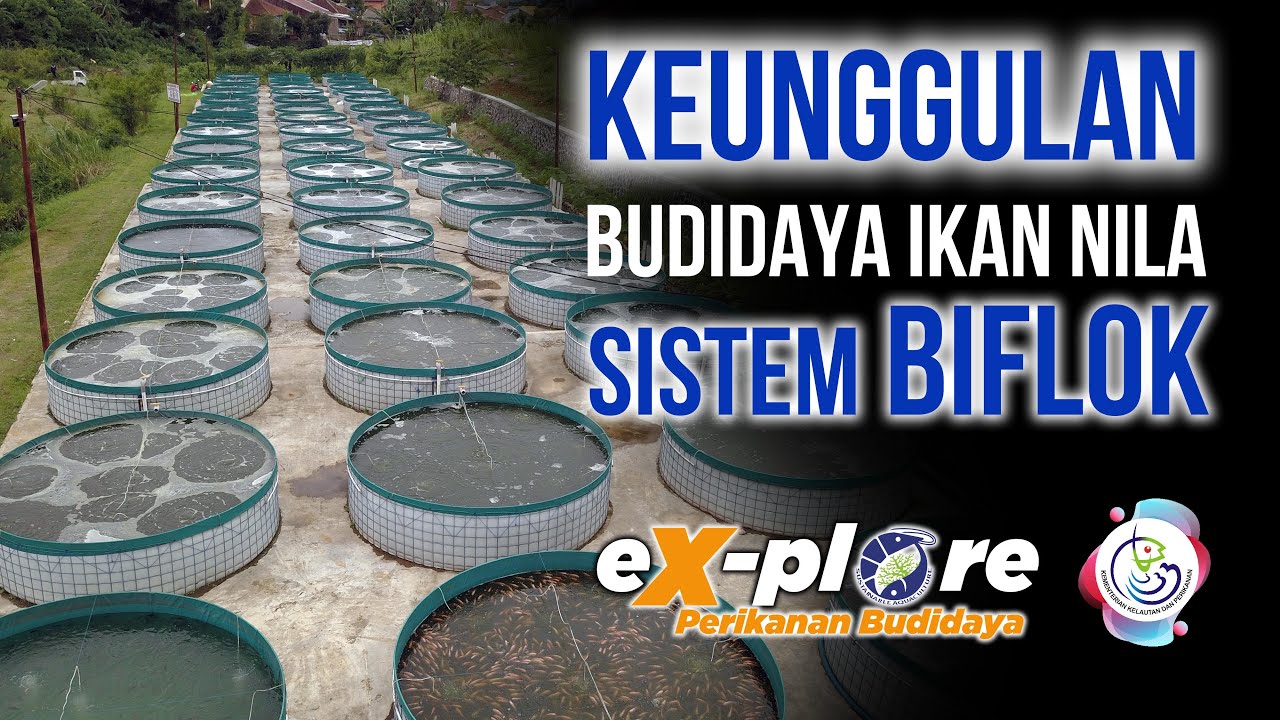 keunggulan budidaya ikan nila sistem bioflok