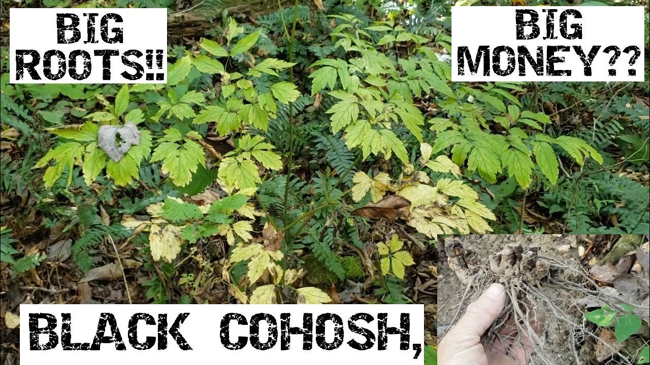 Black Cohosh, Big Roots!! Big Money??