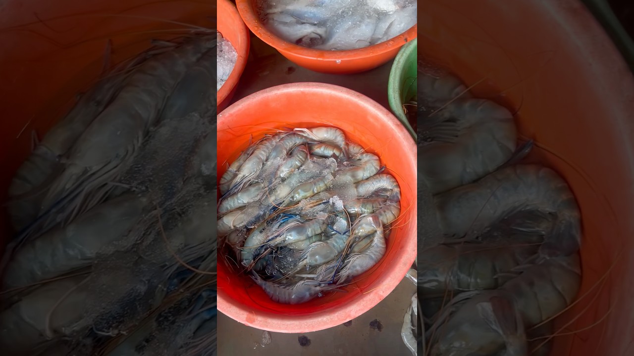 fishing bali plot paradeep