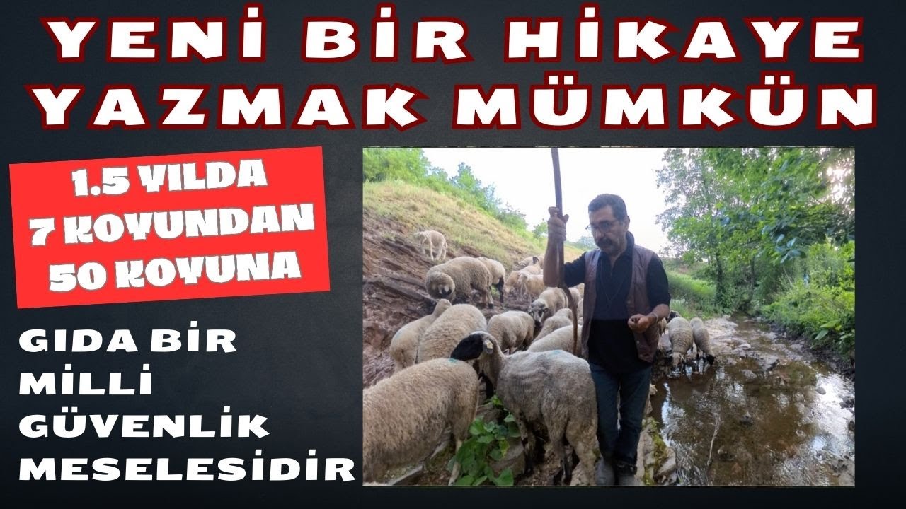 Yedi Koyundan Elli Koyuna Uzanan Hikaye