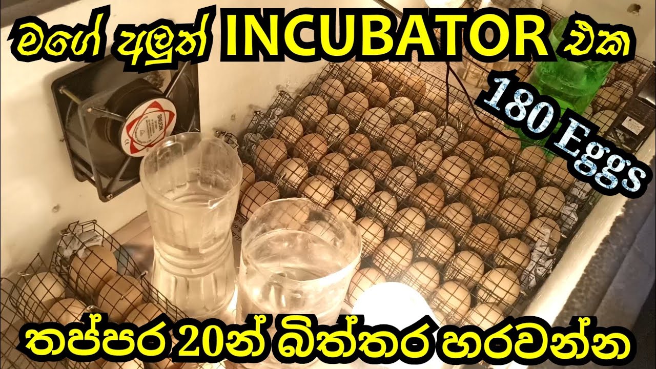New  incubator | මගේ අලුත් incubator එක | Eggs machine in sinhala | Rv Fancy Bird