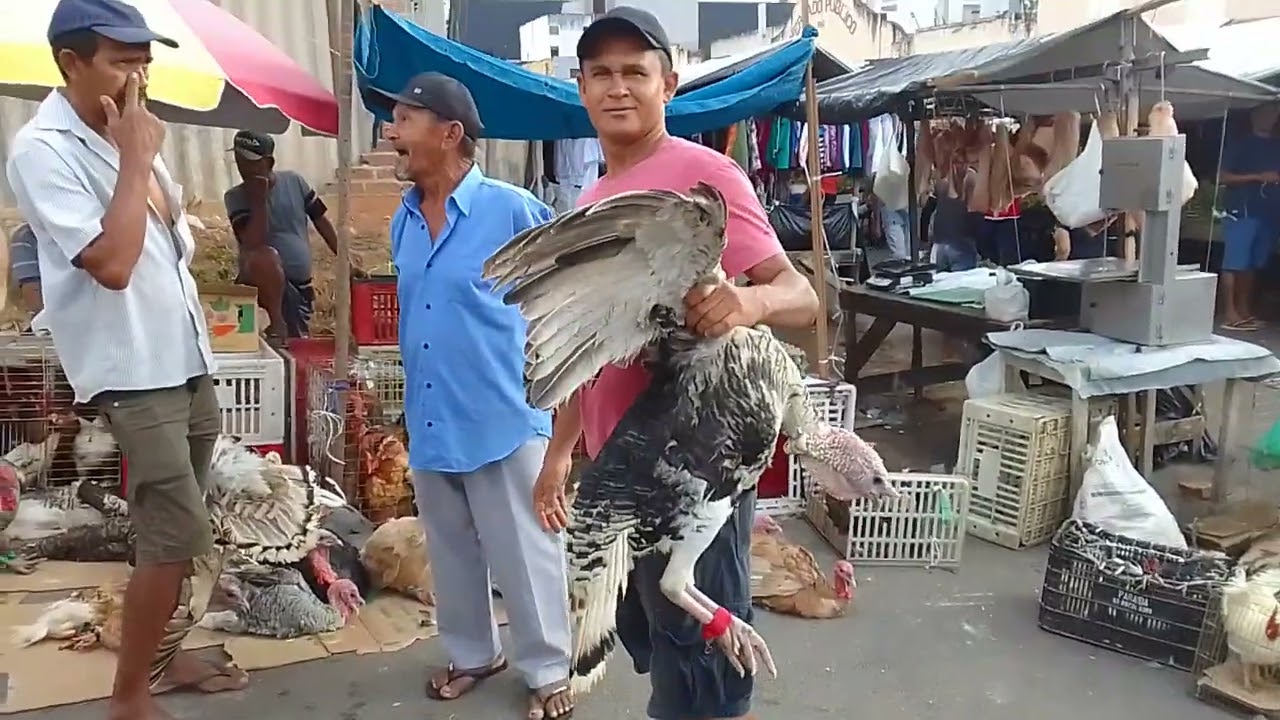 Feira da galinha da cidade de Guarabira PB 24/12/25🤠🌵