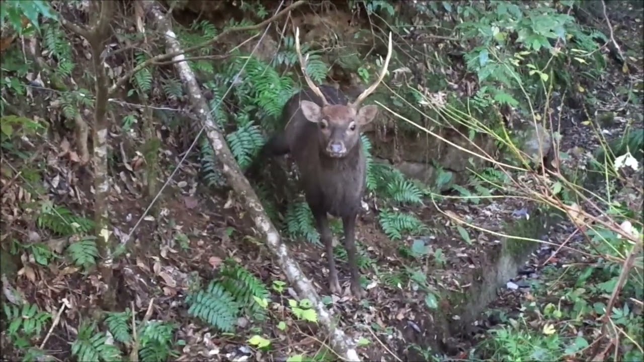 シカ足くくり罠にかかる