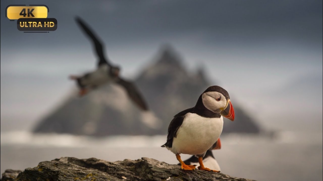 Cinematic Earth Film for TV | Calm Ocean & Majestic Landscapes | ICELAND 4K | Puffins