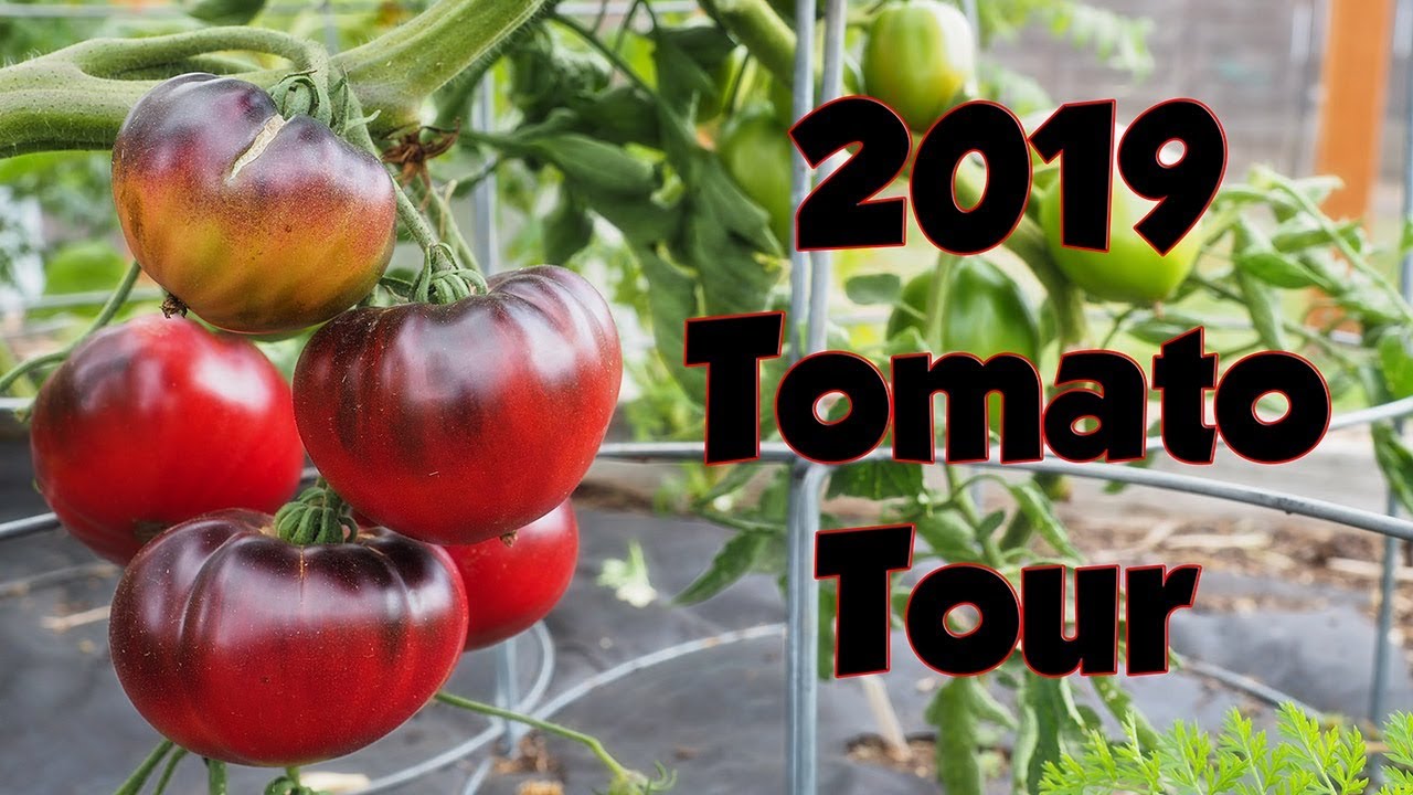 2019 Tomato Tour