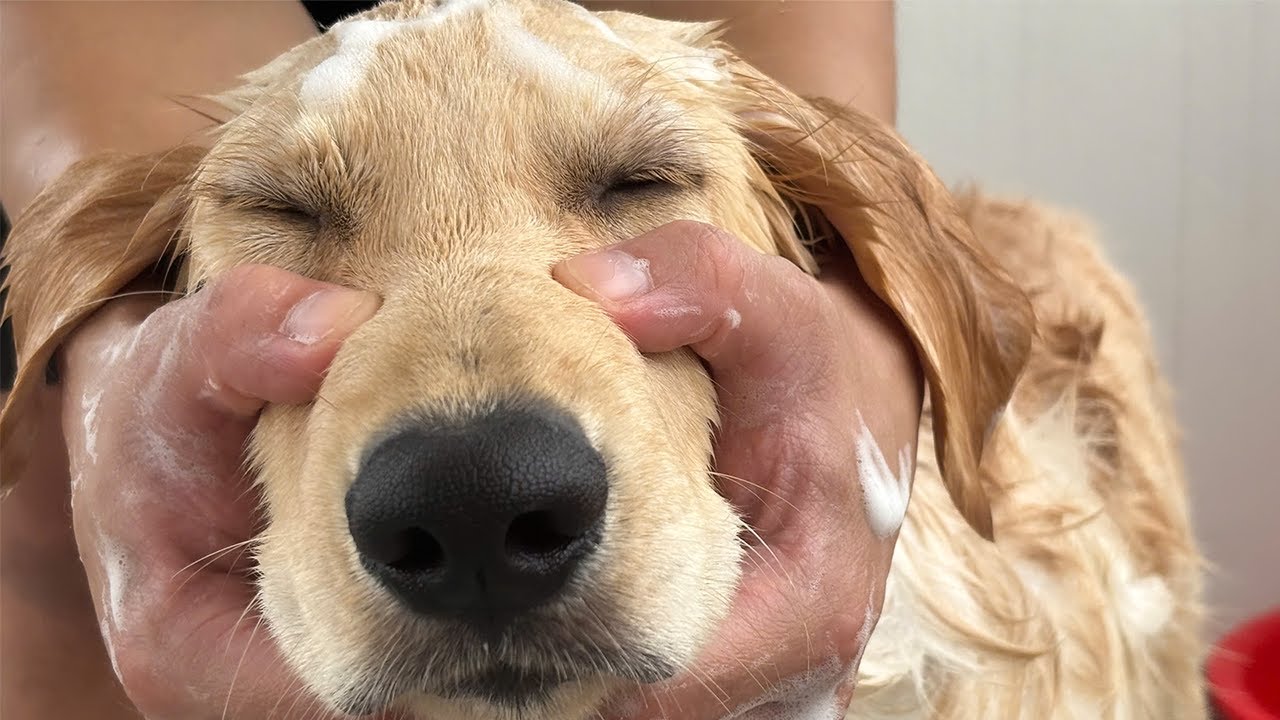 The most Golden Retriever of Golden Retrievers
