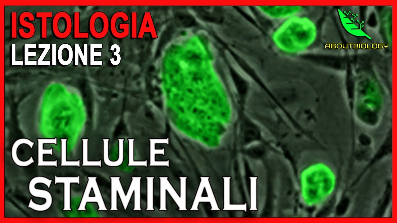 CELLULE STAMINALI e DIFFERENZIAMENTO CELLULARE   -Istologia Lezione 3