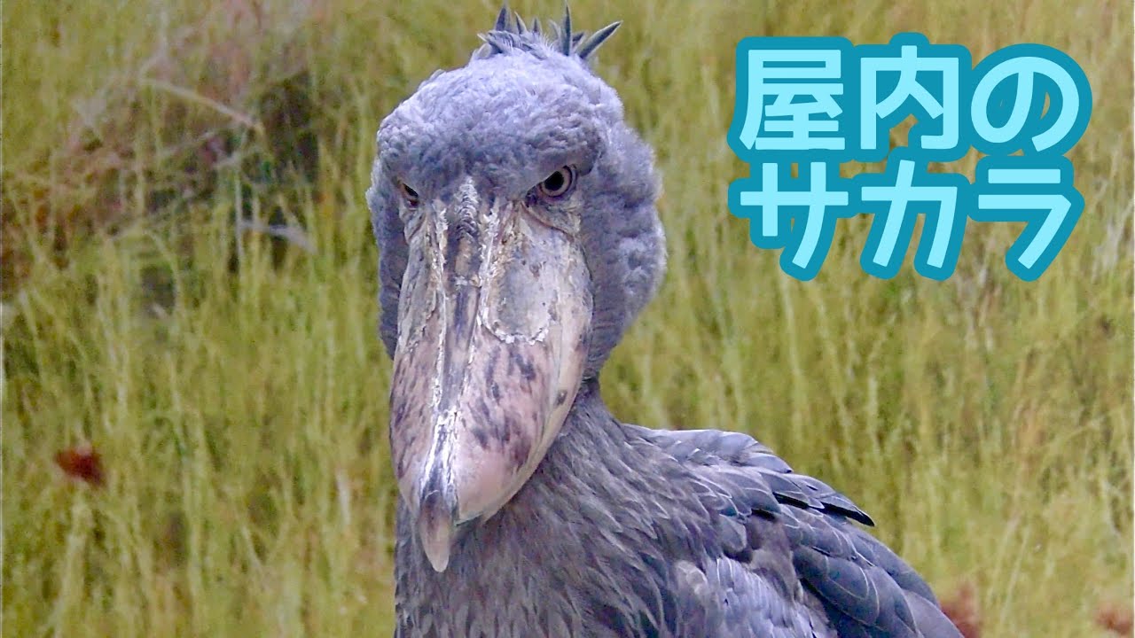 ハシビロコウ　サカラくん　屋内での様子です【神戸どうぶつ王国】Shoebill Sakara-kun Kobe Animal Kingdom 