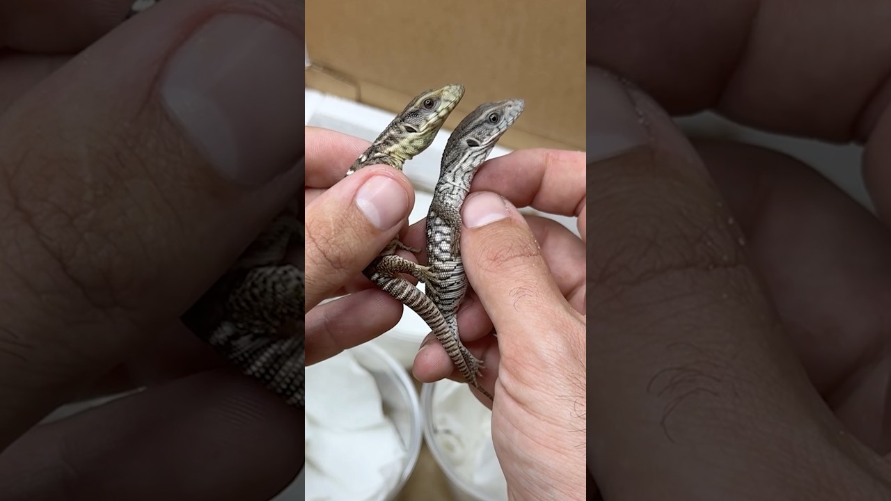 Unboxing one of these rarest lizards I&rsquo;ve ever seen! Axanthic savannah monitor!