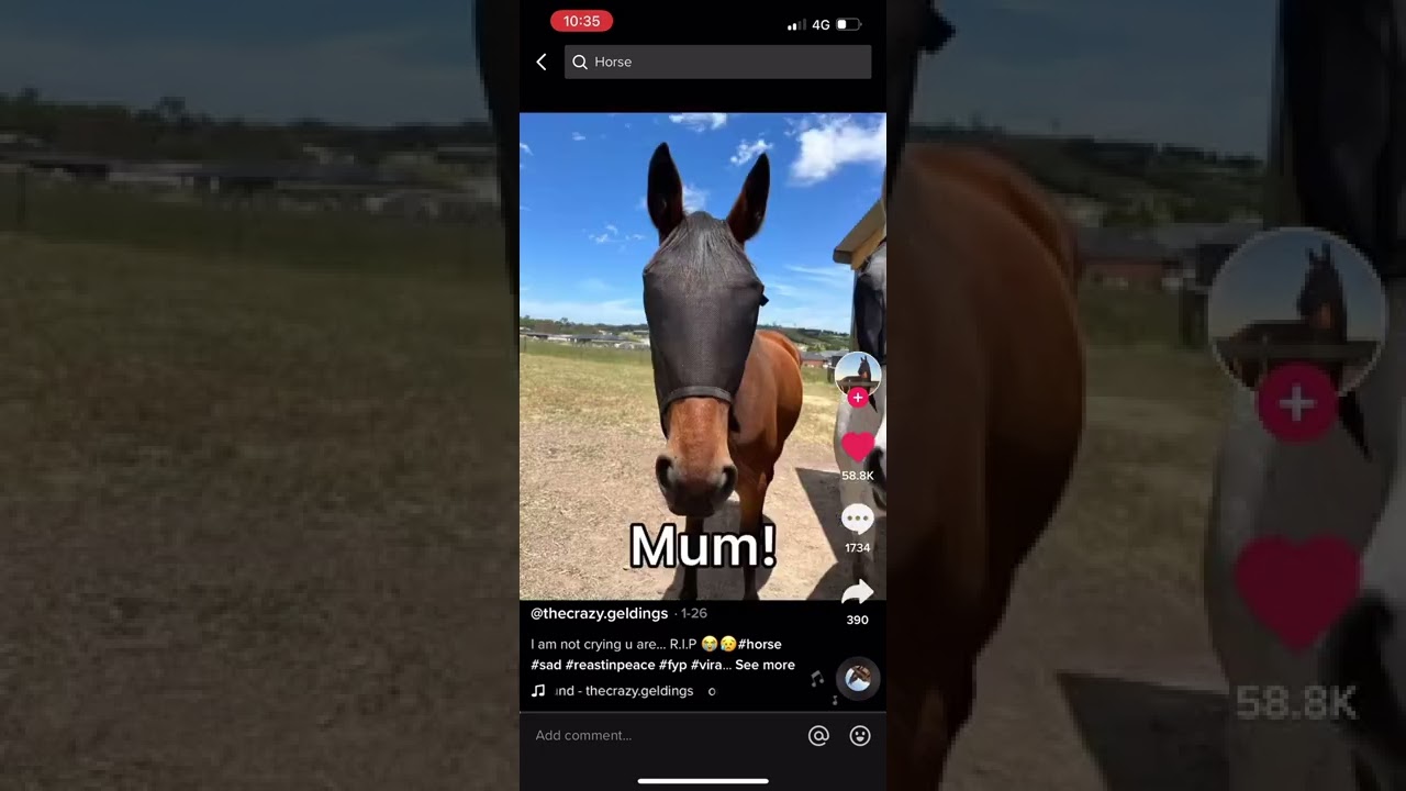 Sad horse TikTok’s for equestrians