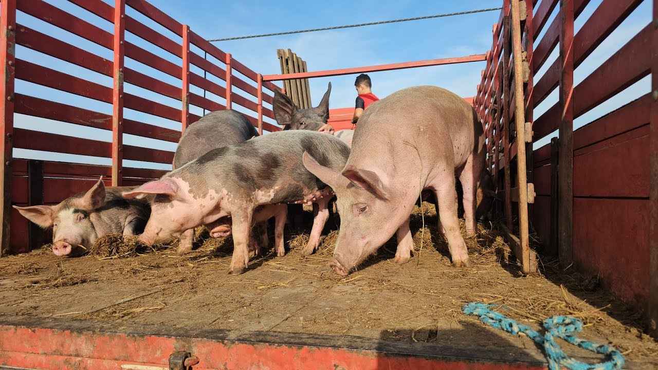 Feira dos suínos da Vila Folha Miúda Craíbas Al, dia 01/02/2026