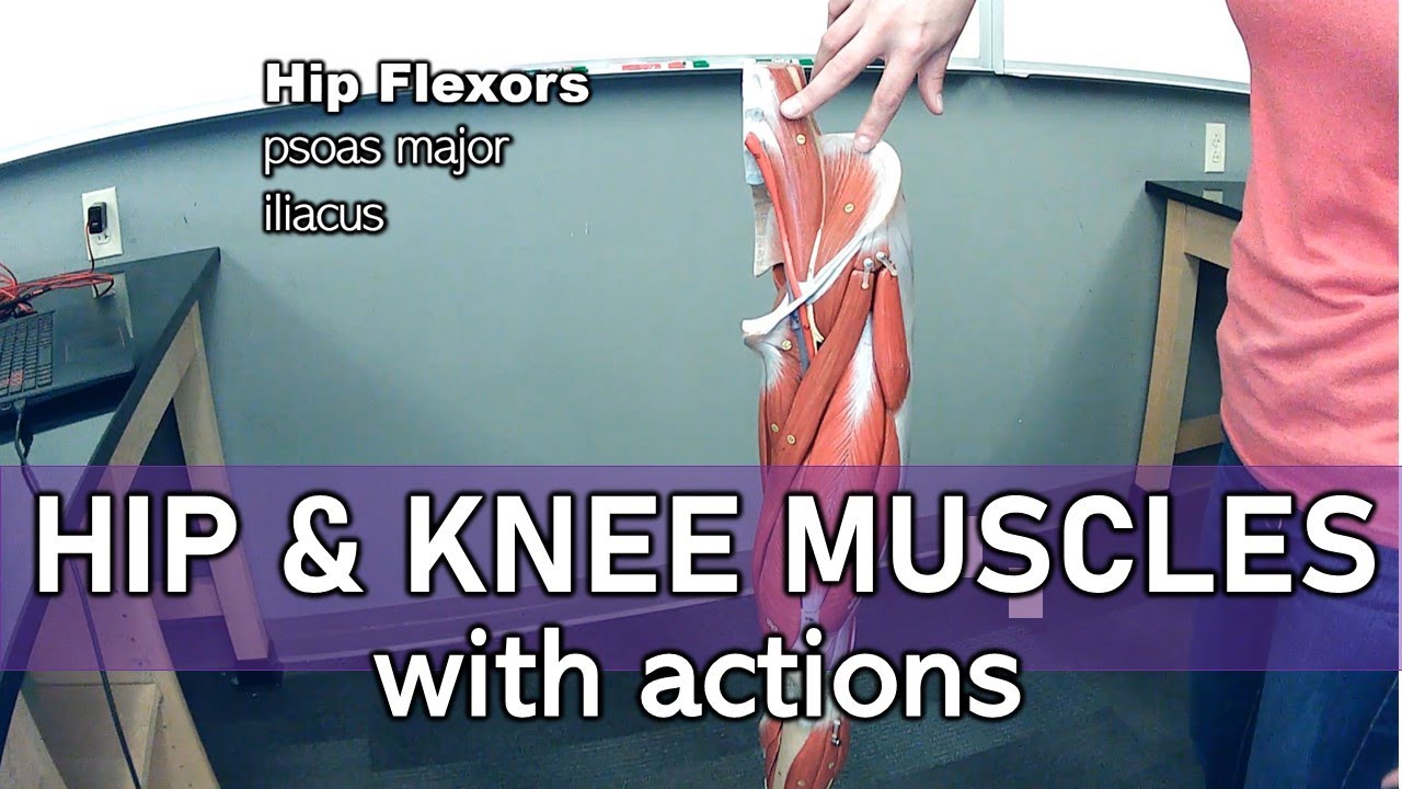 Hip and Knee Muscles (labeled and with actions)