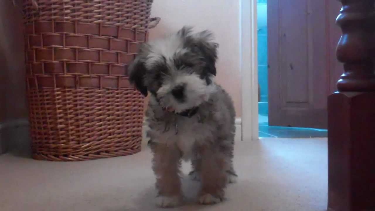 Tibetan Terrier Puppy