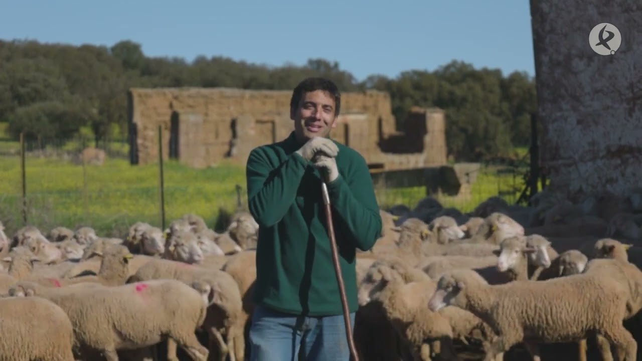 A tope separando ovejas paridas, borregos y carneros | El campo es vida
