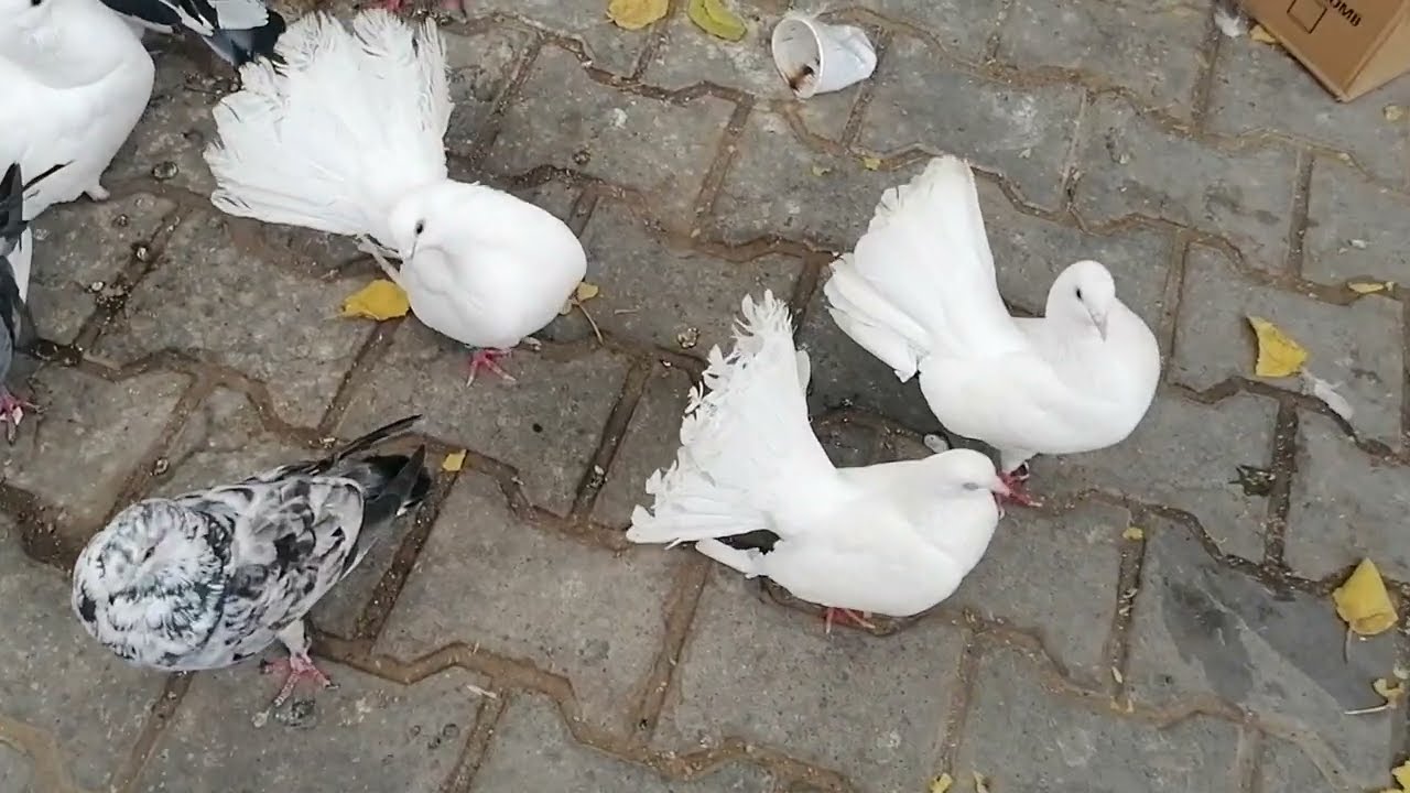 سوق الحمام بالقصر الكبير