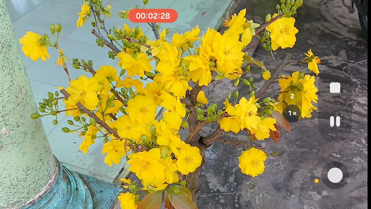 Xem cây sbbl nở ngày thứ 3 tại vườn 