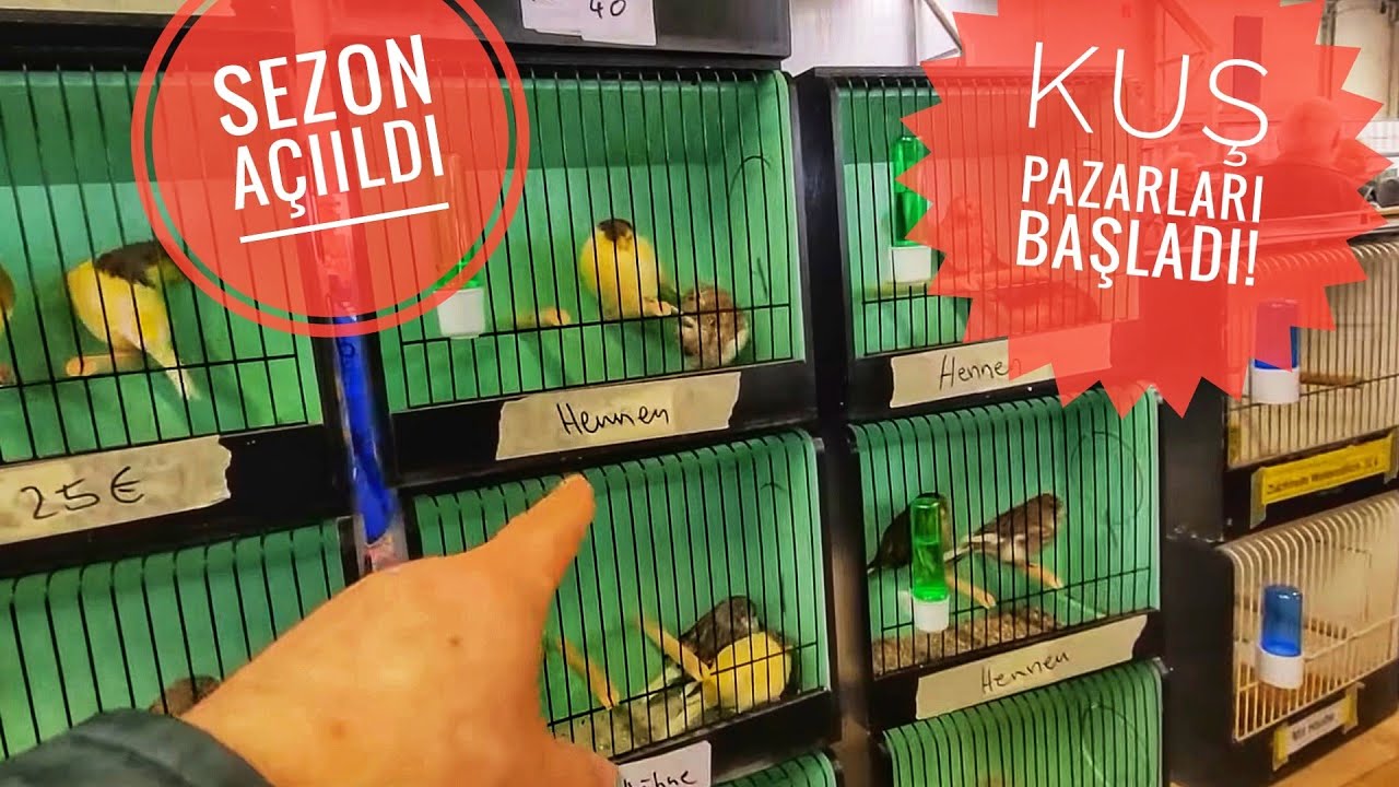 DEVASAL #KUŞ PAZARI LİNGEN -  ALMANYA,  Big Bird Market in Lingen- Germany - 01.03.2026