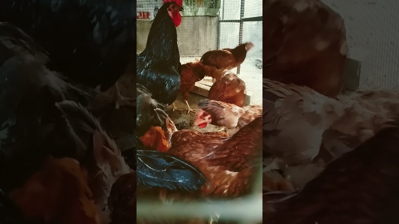 #chicken rir murga for sale location nabha village ajnauda kalan ph 8437556395