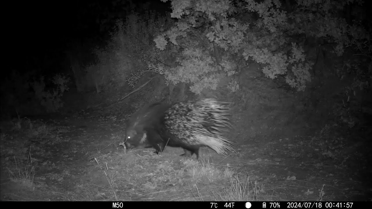 SJCAM M50 FOTO KAPAN GÖRÜNTÜLERİ ORMANDA DOGAL YAŞAM DOGANİN SAHİPLERİ