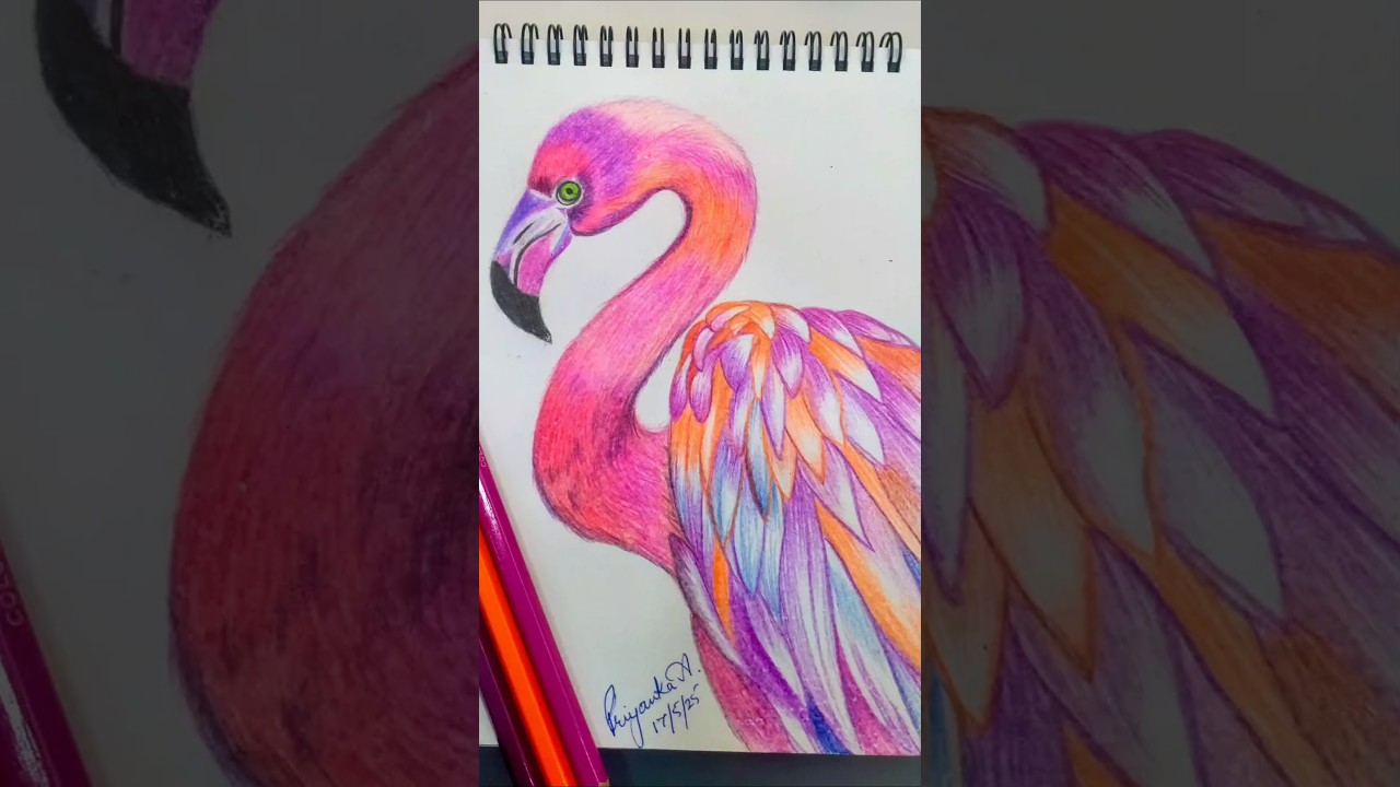 🦩Flamingo with colour pencils | Colourful Drawing #flamingo #colors #shorts