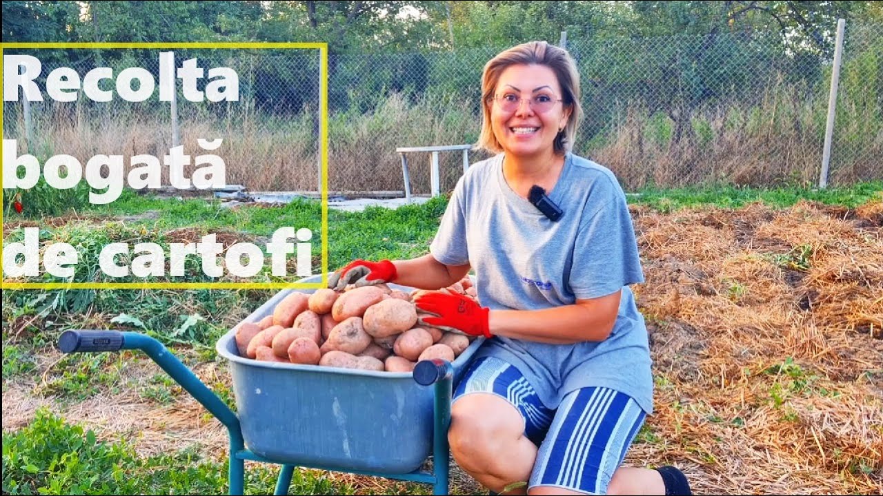 Recolta record de cartofi pe timp de secetă.  Cum i- am îngrijit și ce soi am plantat🥔🥔🥔