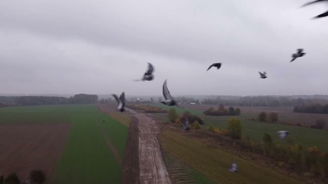 Budowa obwodnicy Pułtuska