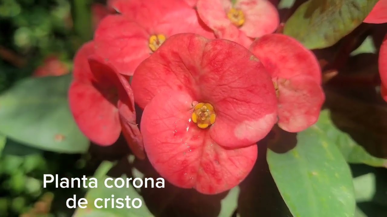 CORONA DE CRISTO PLANTA MÍSTICA Y MILAGROSA 
