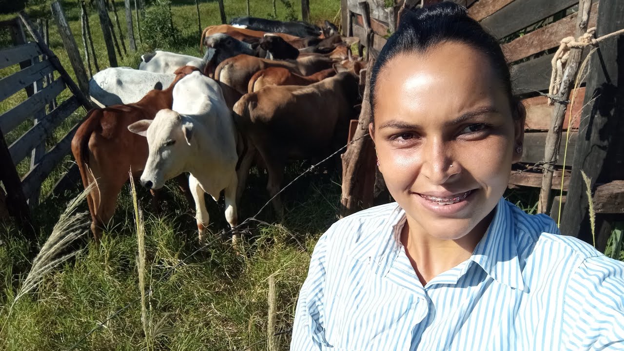 Vem me acompanhar em um dia de trabalho 🙏🙏 embarcando gado para vender 🙏