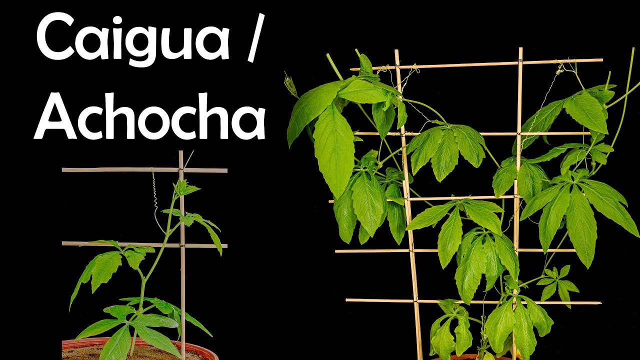 Time lapse - Caigua / Achocha plant growing (37 days)