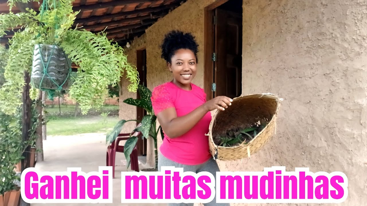 Ganhei muitas mudinhas de plantas para decorar a frente da casinha de taipa 
