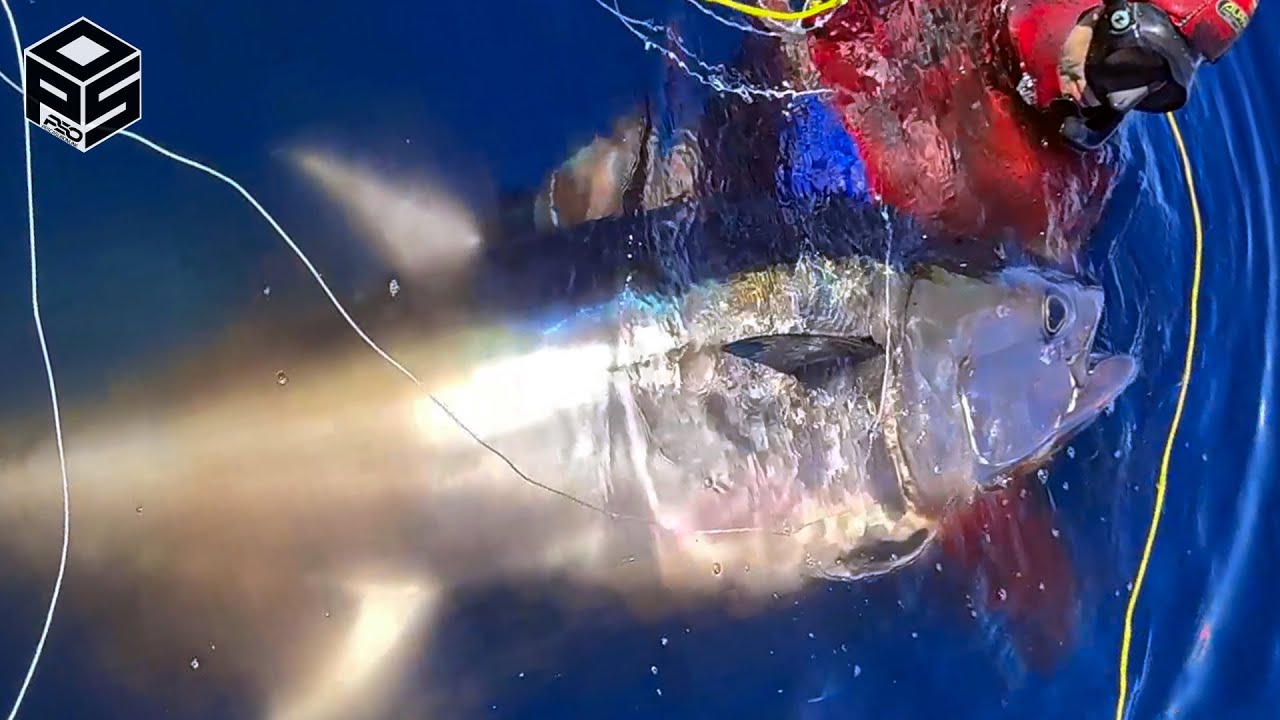 PESCASUB TONNO +100 kg Spearfishing Giant TUNA Bluefin - Tonni in Caccia Pesca Subacquea Agguato