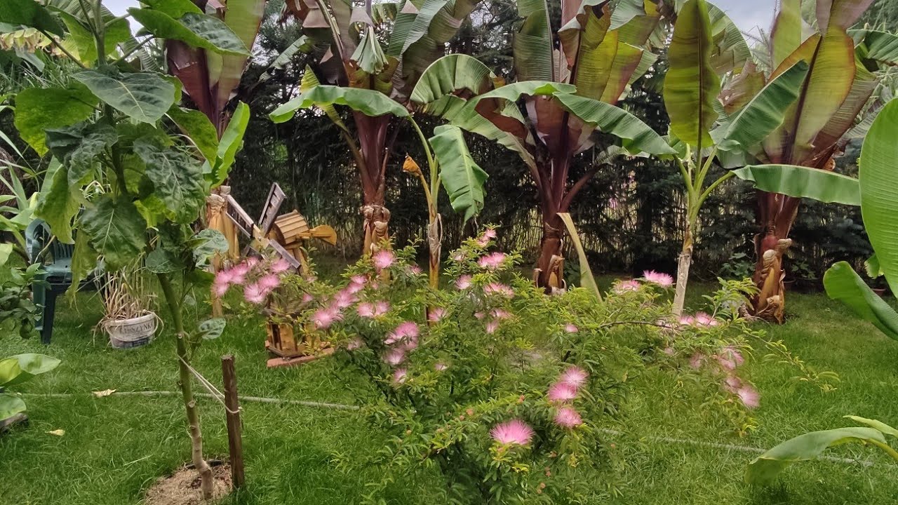 Calliandra pudrowy krzew 🌱  prawie w pełnym rozkwicie 😍🤩 Polecam ją kupić, nie albizia. Odporna. 👍🌡️