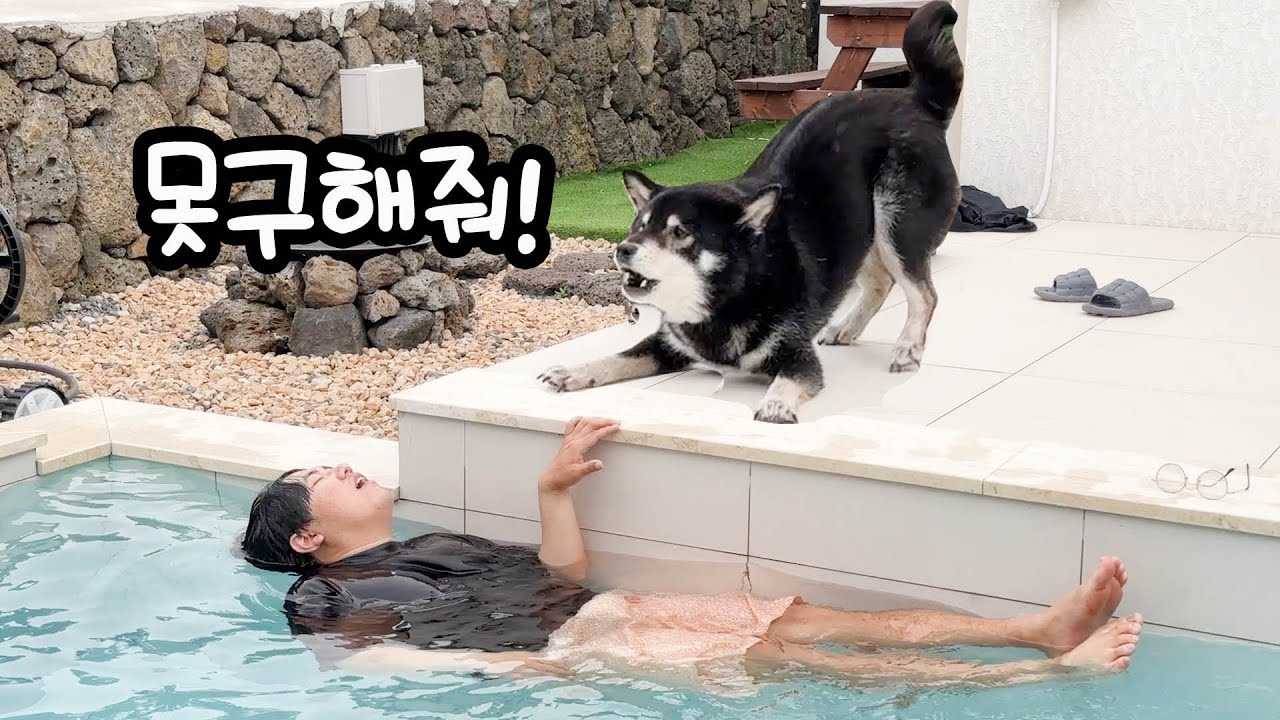 물에 빠진 주인을 포기한 시바견 ㅋㅋㅋ