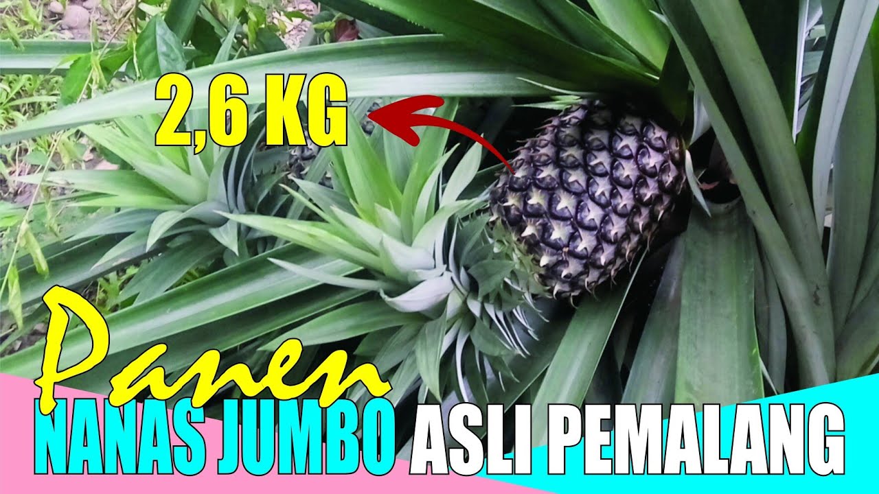 PANEN NANAS JUMBO || Potensi Budidaya Buah Nanas Jumbo Asli Pemalang di Ds. Kedungbenda