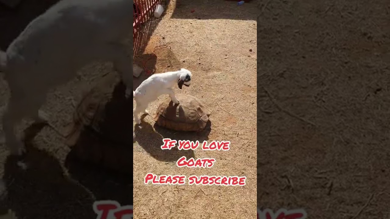 Cute Baby Goat!! Take ride on turtle #shorts #goat #short