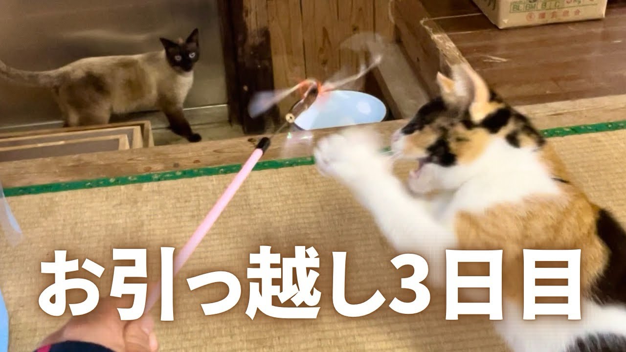 #22 少しずつ新居に慣れてきた猫たち