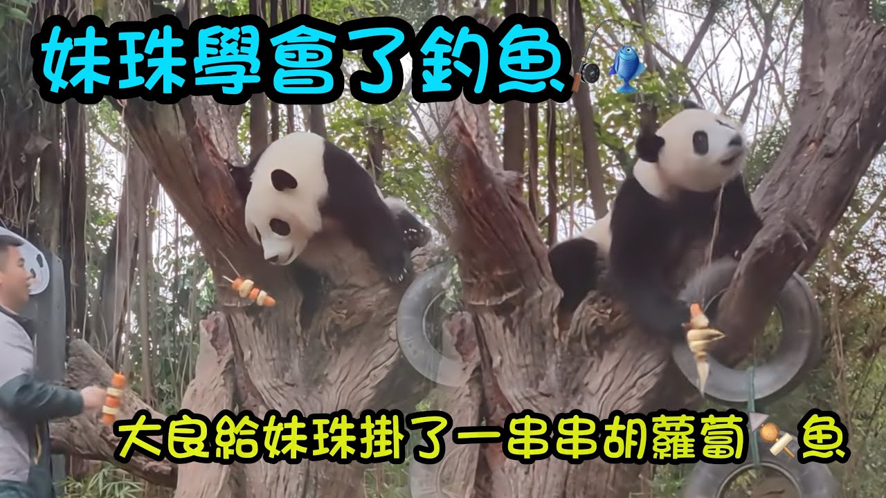 1月30日 大良給妹珠吊掛胡蘿蔔竹筍魚，妹珠好聰明，順著繩子把魚兒吊起來喇#panda #cutepanda  #熊貓妹珠