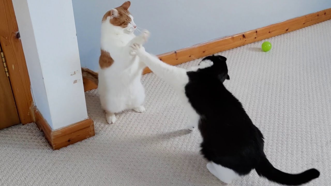 Cats Play Fighting | Slow Motion | 4K 120fps