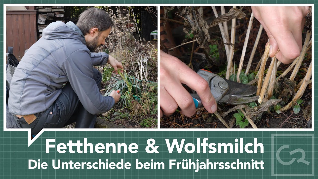 Fetthenne & Wolfsmilch – Unterschiede beim Rückschnitt im Frühjahr
