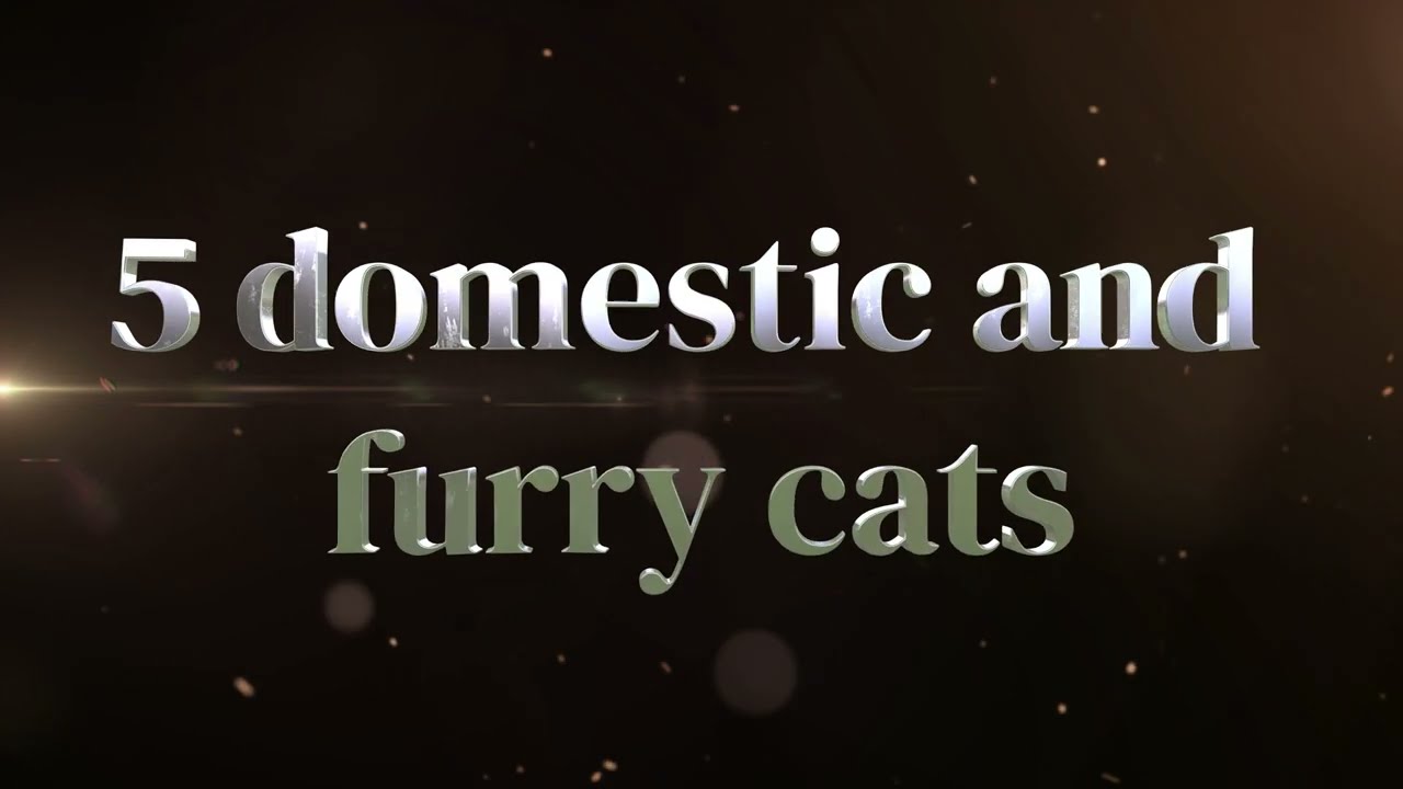 5 domestic and furry cats