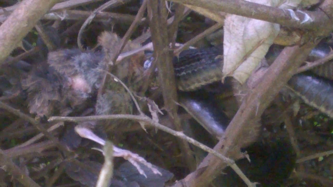 Green whip snake (melanic form) catching young blackbird