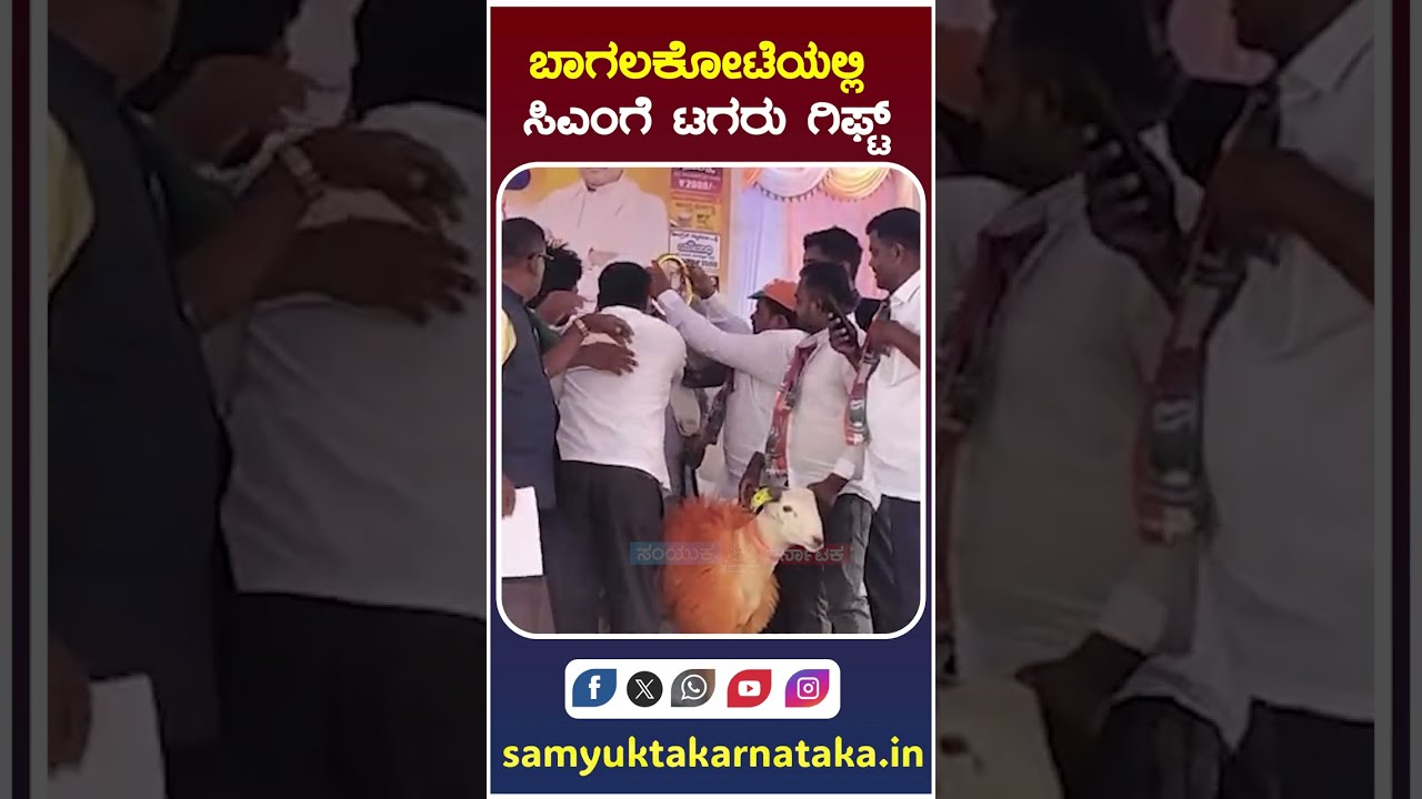 CM Gets &lsquo;Tagaru&rsquo; Gift in Bagalkot!  Shocking Political Twist  | Samyukta Karnataka Digital