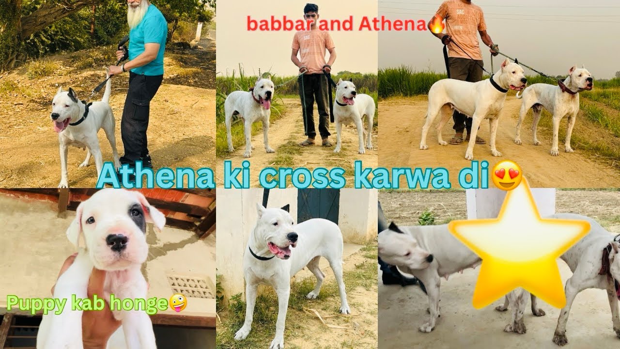 Finally Athena ki cross karwa di😍best Dogo Argentino male se🔥